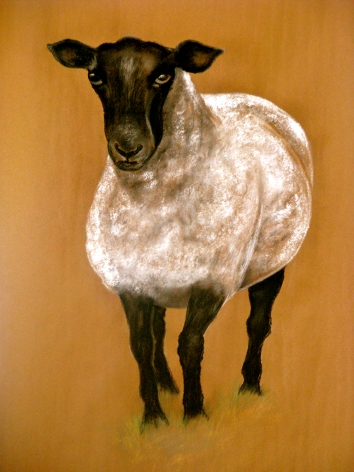 Sheep. Pastel. 24" x 36"