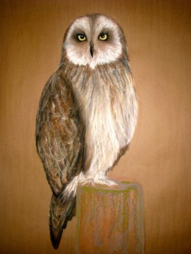 Owl. Pastel. 16" x 24"