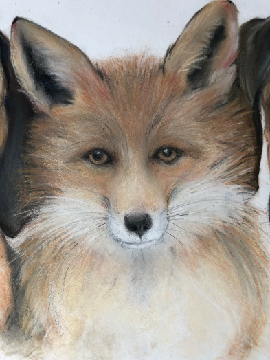 Fox. Pastel on Paper